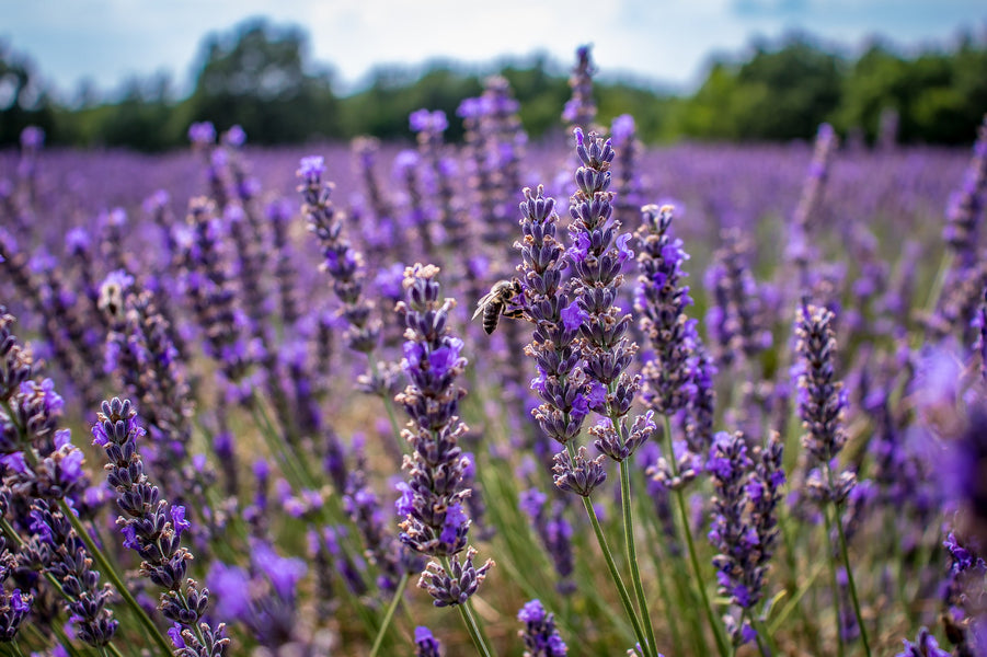 Health Benefits of Using Lavender In the Home